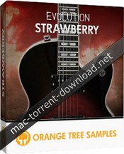 Orange tree samples evolution strawberry icon